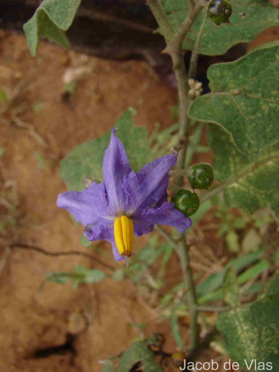 Solanum violaceum Ortega